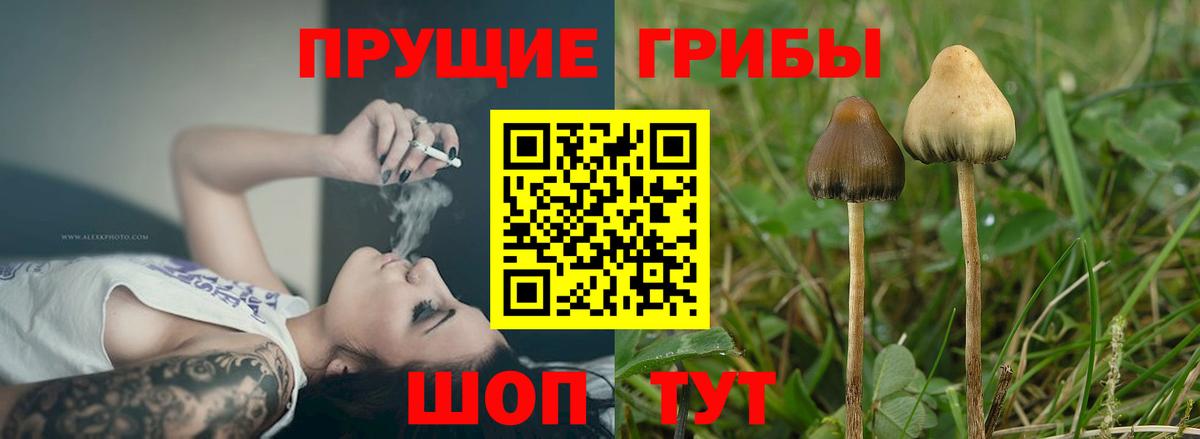 Галлюциногенные грибы Psilocybine cubensis Архангельск